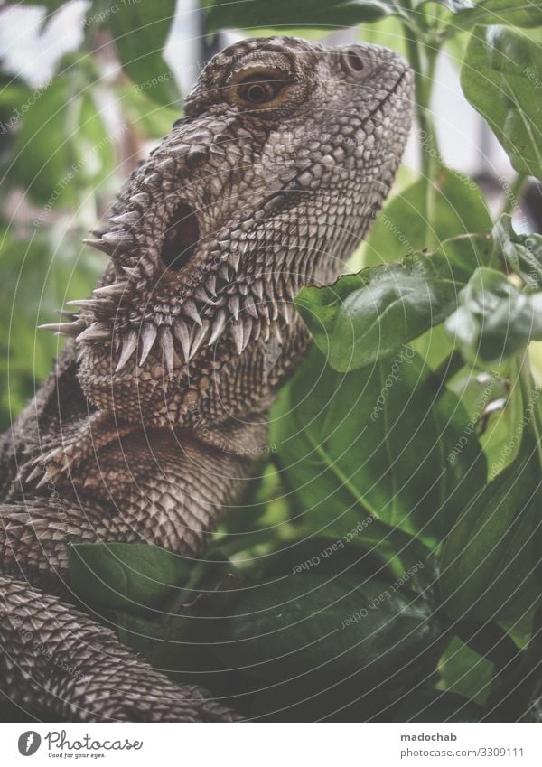 Scaly cattle badagam lizard Dino Dinosaur Reptiles Animal Nature fauna Dragon Saurians Flake Animal portrait Exotic Looking Claw Close-up Observe Wild animal