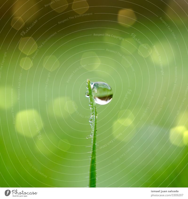 raindrop on the green grass in the nature, rainy days and green background plant leaf leaves drops water wet shiny bright garden floral natural foliage abstract