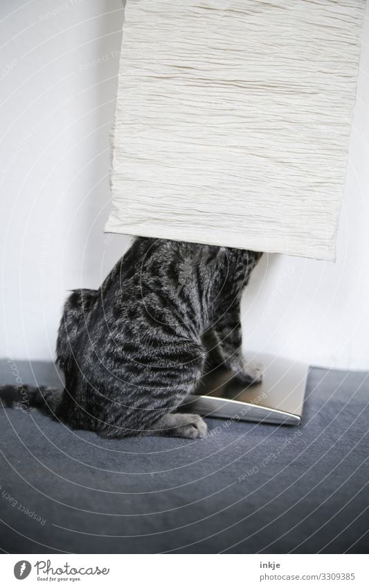 Hide and seek for beginners Pet Cat 1 Animal Baby animal Standard lamp Lampshade Crouch Authentic Funny Tiger skin pattern Within Misplaced Absurdity