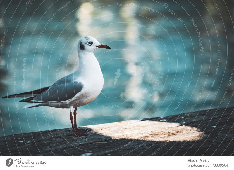 Black-headed gull in winter plumage Animal Wild animal Bird Wing Gull birds Seagull 1 Esthetic Authentic Thin Elegant Beautiful Small Maritime Natural Curiosity