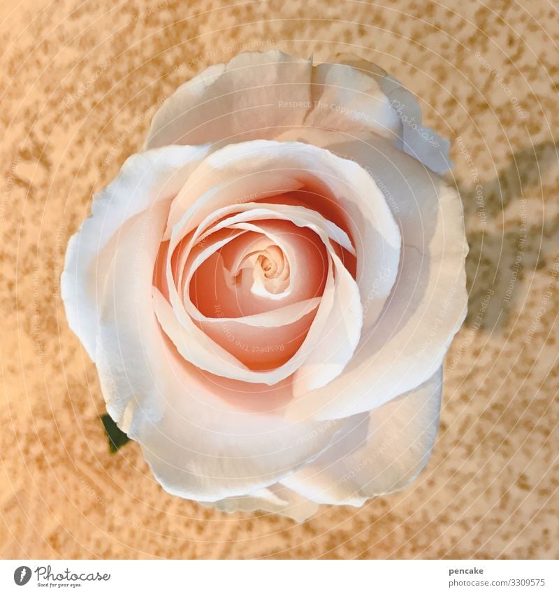 it smells like roses here Rose Flower Blossom Pink Colour photo Close-up Shallow depth of field Plant Fragrance Natural Blossoming Rose blossom Summer Romance