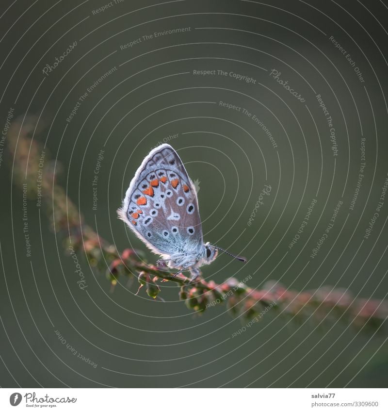 deserved rest Environment Nature Animal Summer Plant Grass Seed Stalk Butterfly Wing Insect Polyommatinae 1 Small Above Ease Break Calm Colour photo