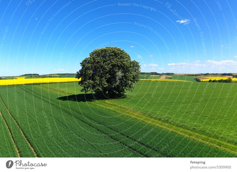 freestanding tree in front of a blue sky Beautiful Far-off places Summer Sun Agriculture Forestry Nature Landscape Plant Weather Tree Wood Blue Yellow Green