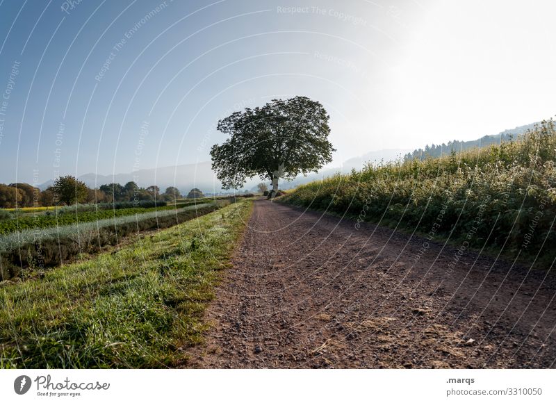 acre Nature Landscape Earth Cloudless sky Spring Summer Beautiful weather Tree Agricultural crop Herbs and spices Field Vanishing point Agriculture