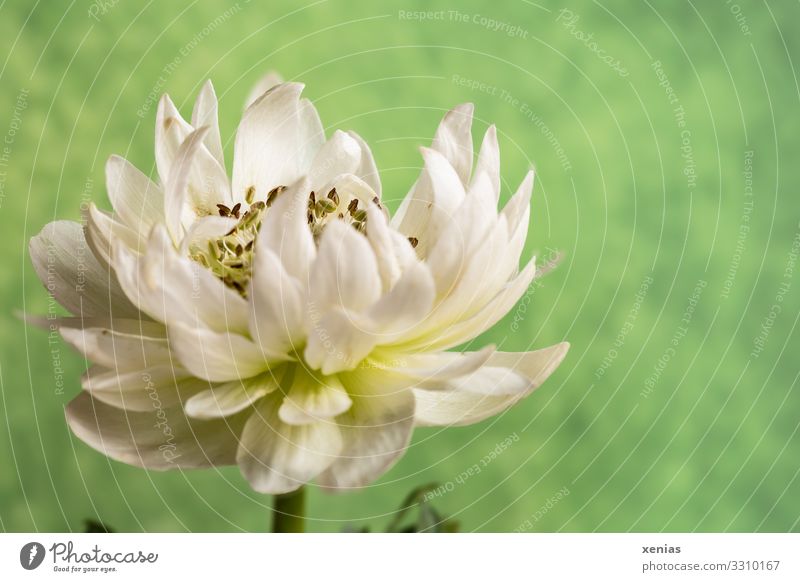 white anemone against a green background Calm Living or residing Decoration Spring Summer Plant Flower Blossom Anemone Blossoming Green White xenias