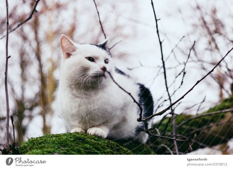 Cat in a tree Environment Plant Winter Beautiful weather Tree Moss Carpet of moss Animal 1 Observe Lie Dream Wait Natural Curiosity Cute Black White Contentment