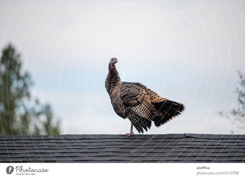 Common Turkey Thanksgiving Bird Roof Poultry