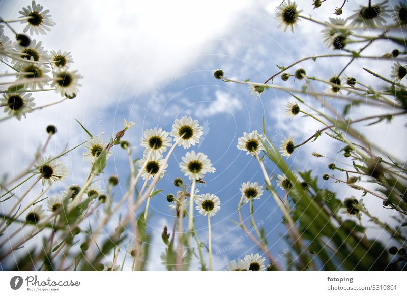 flower meadow Beautiful Summer Sun Decoration Nature Plant Beautiful weather Flower Grass Leaf Blossom Wild plant Meadow Illuminate Yellow Red White