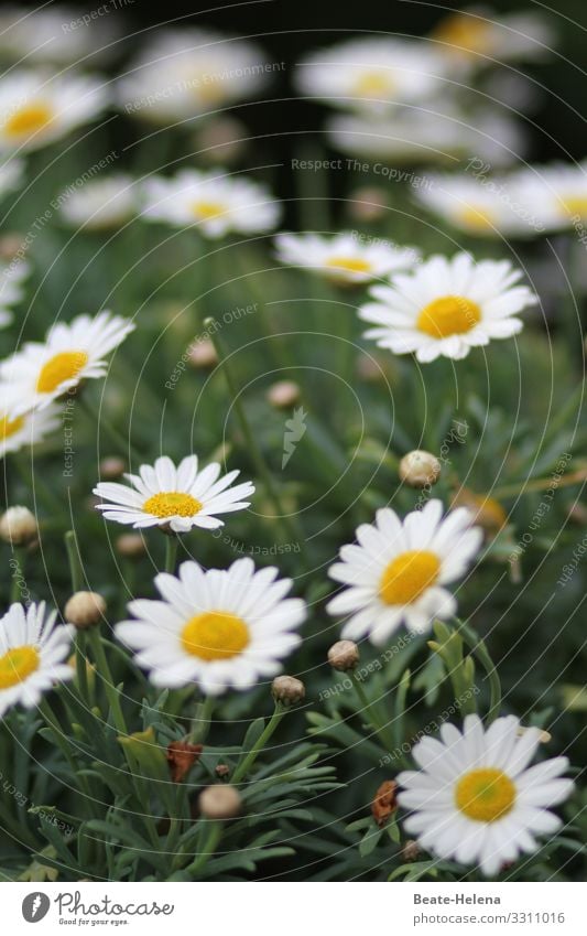 Flowering time 3 Blossom margarite Meadow Summer Plant blurriness pretty Exterior shot Blossoming Green White Yellow