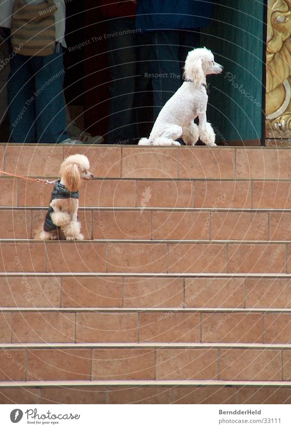 Pudel on the stairs Poodle White Hair and hairstyles Attract Dog Leashed Stairs Wait Purebred dog Embellish Dog lead
