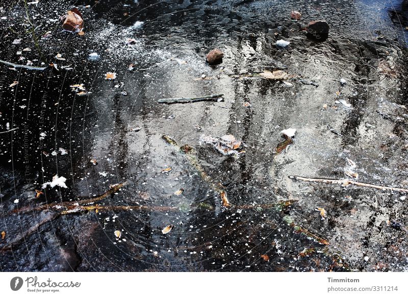 Ice Age | Forest Puddle Environment Nature Elements Water Winter Frost Glittering Cold Natural Blue Black White Emotions Ice age Frozen Colour photo
