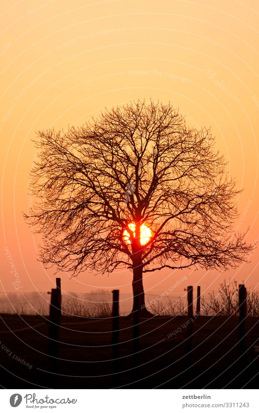 Sun with tree Evening Village Twilight Colour Play of colours Fishing village Island Cape Coast Cliff Landscape Mecklenburg-Western Pomerania Ocean Baltic Sea