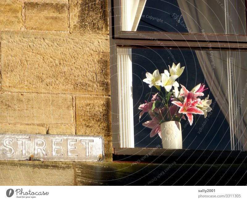 streetart... Living or residing Flat (apartment) House (Residential Structure) Decoration Flower Lily Wall (barrier) Wall (building) Facade Window Characters
