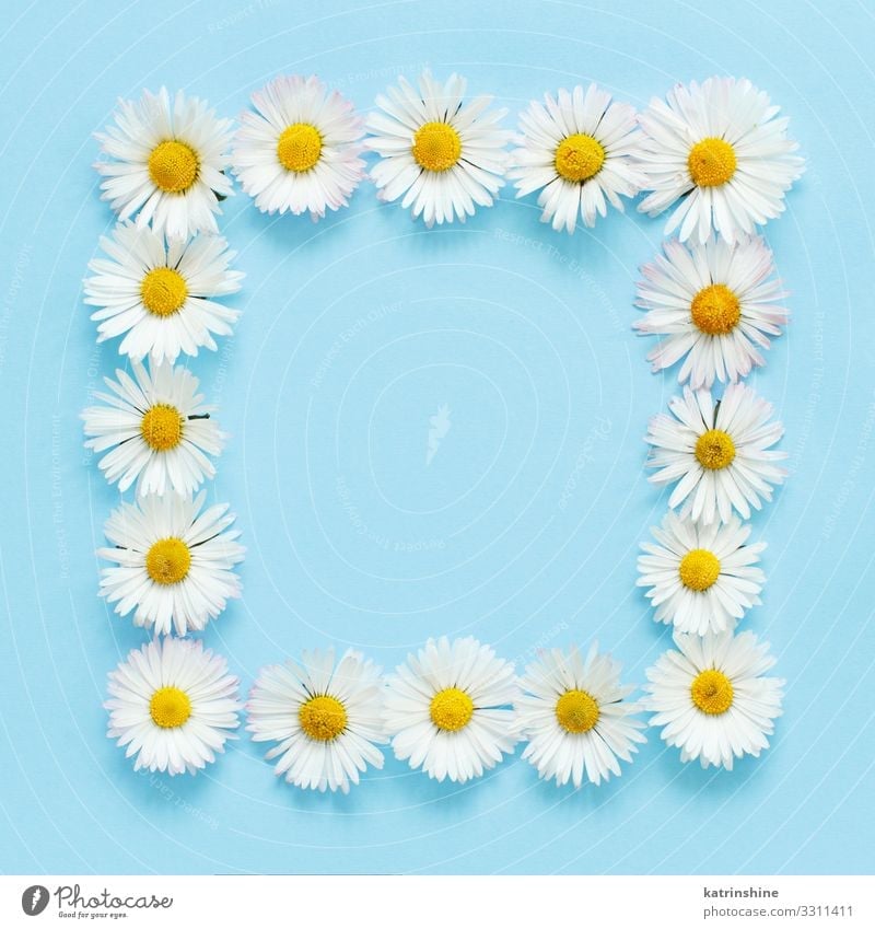 Rectangular Floral Frame On A Light Blue Background A Royalty Free Stock Photo From Photocase