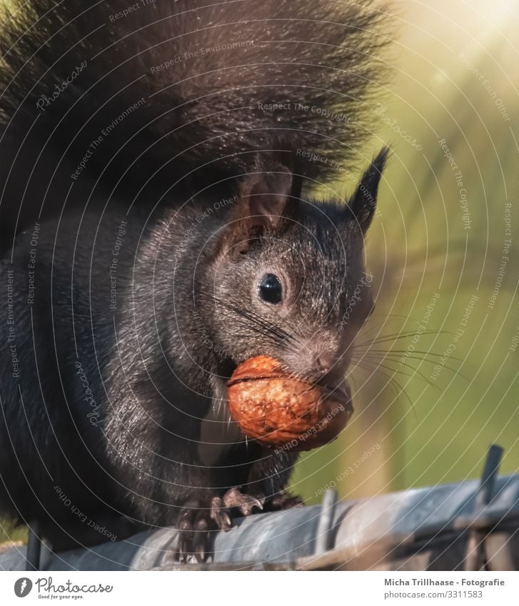 Squirrel with nut in mouth Nature Animal Sunlight Beautiful weather Wild animal Animal face Pelt Claw Paw Head Eyes Ear Muzzle Tails 1 To hold on To feed