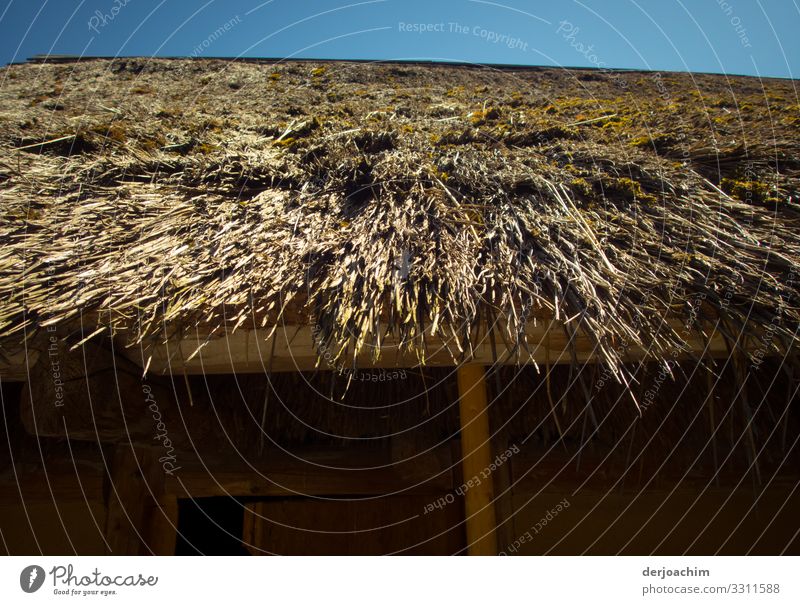 The hut is roofed with straw. A blue sky in the background. Design Trip Summer Dream house Environment Beautiful weather Thatched roof Beach Erlangen Bavaria