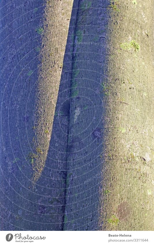 Trees 10 trees Tree trunk at the same time Shadow play Perspective Light and shadow Structures and shapes Sunlight