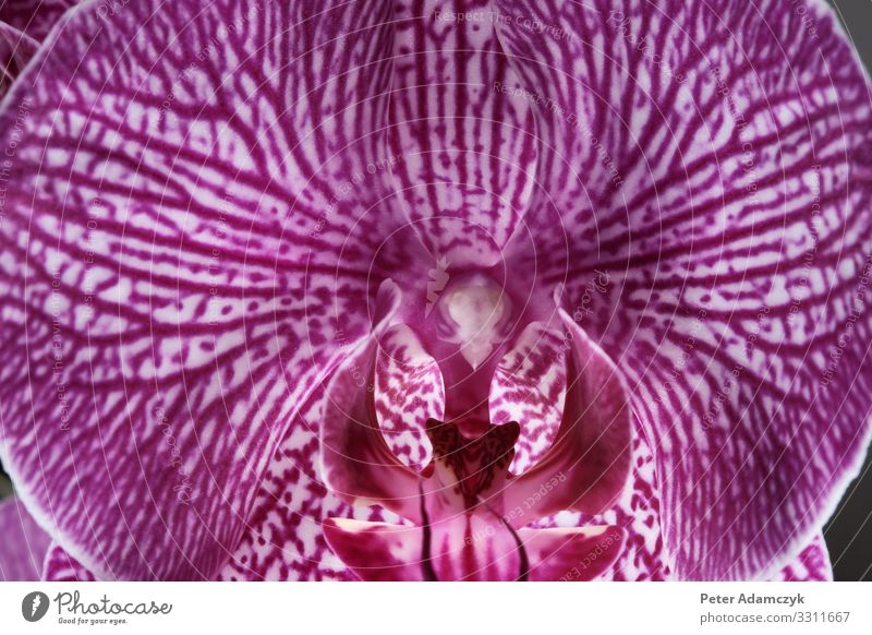 Flower of a magenta coloured butterfly orchid Plant Orchid Blossom Pot plant Exotic "Butterfly Orchid Phalaenopsis," Beautiful Violet Pink White Esthetic Pistil
