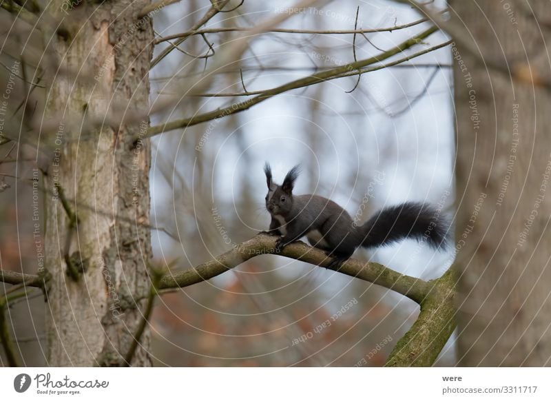 European brown squirrel in winter coat on a branch Nature Animal Wild animal 1 Soft Squirrel branches copy space cuddly cuddly soft cute european squirrel