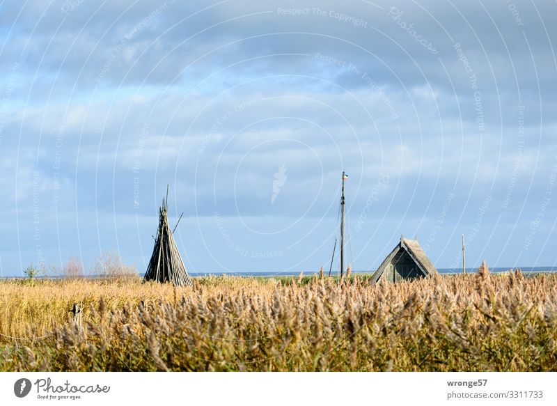 Bodden landscape near Althagen on the Darß with reeds, boathouse, ship masts, wooden poles and seagull Bodden landscape Mecklenburg-Western Pomerania