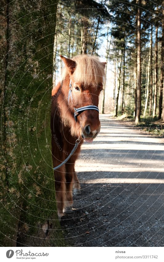 Icelandic horse looks out from behind a tree Trip Adventure Winter Ride Environment Nature Landscape Weather Beautiful weather Tree Forest Deserted