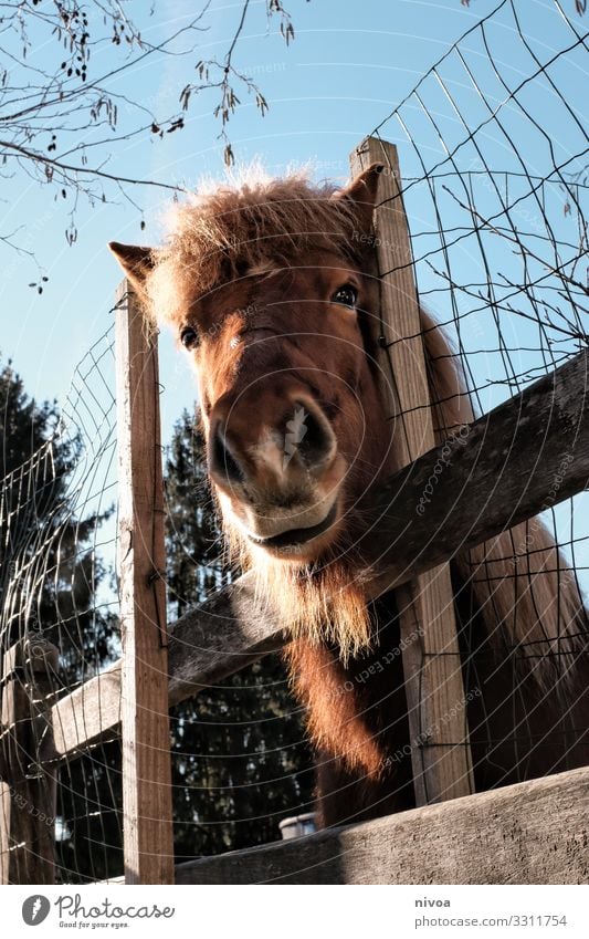 Icelandic fox looks over the fence Icelander Horse Bangs Icelandic horse Fence Colour photo Animal portrait Day Deserted Iceland Pony Exterior shot Nature