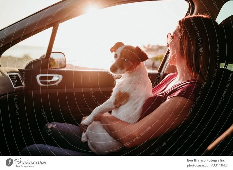 young woman and her cute jack russell dog in a car at sunset. travel concept Woman Dog Car Sunset Love Together Jack Russell terrier Cute Small Delightful