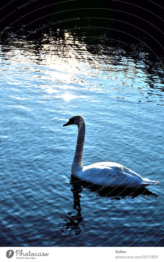 swan king Environment Nature Animal Water Sunrise Sunset Lake Swan 1 Observe Discover Swimming & Bathing Dive Esthetic Wet Blue Black Silver White