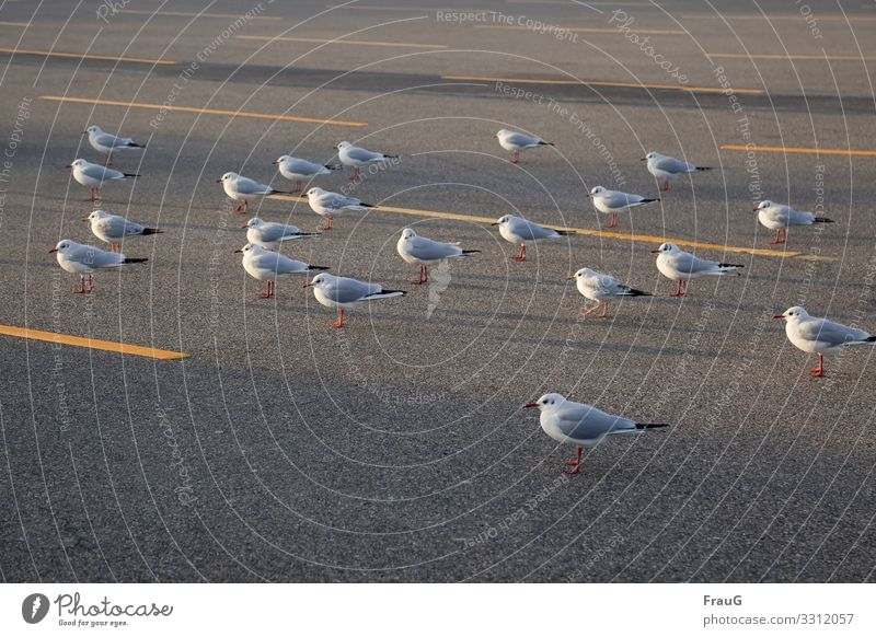 Friendship | we stand together and look in the same direction... birds gulls aligned one direction Asphalt Markings Lane markings lines Light Sunlight in port