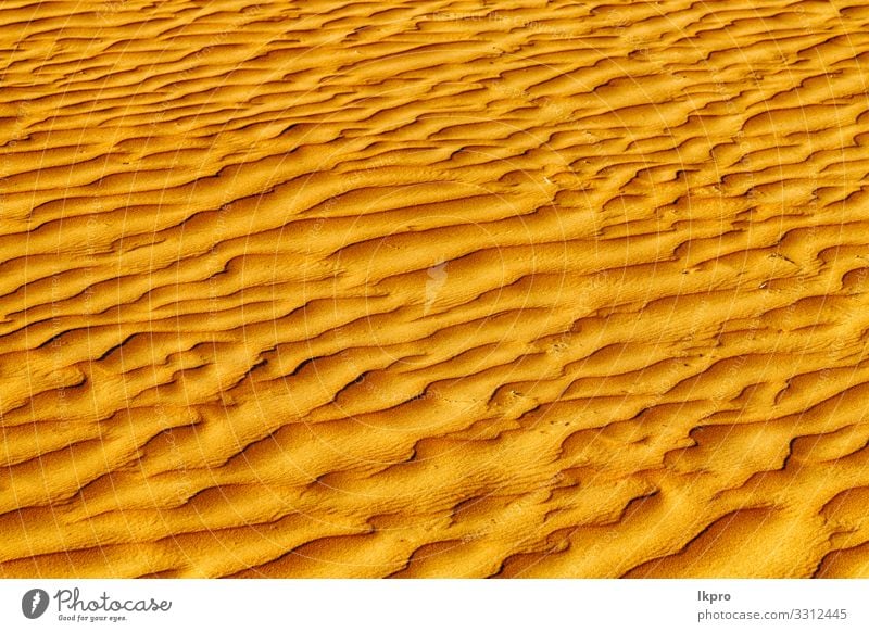 in oman the old desert and the empty quarter abstract Design Summer Beach Ocean Environment Nature Earth Sand Climate Weather Drought Coast Hot Brown Yellow