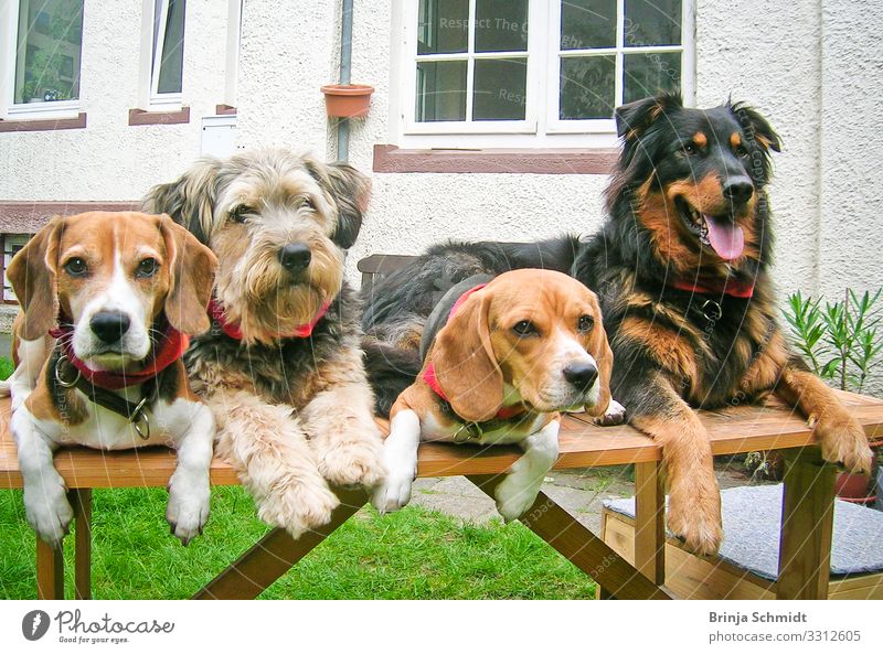 Four different dogs lie well-behaved on a table Joy Leisure and hobbies Playing Garden Pet Dog Animal face 4 Group of animals Touch Lie Looking Dream Wait