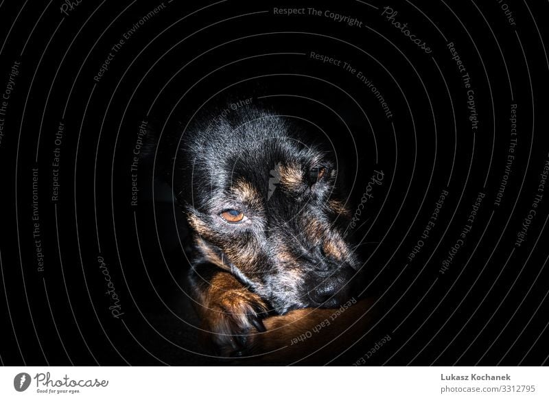 Old black dog isolated on black background - sad pet Beautiful Face House (Residential Structure) Wallpaper Work and employment Friendship Nature Animal