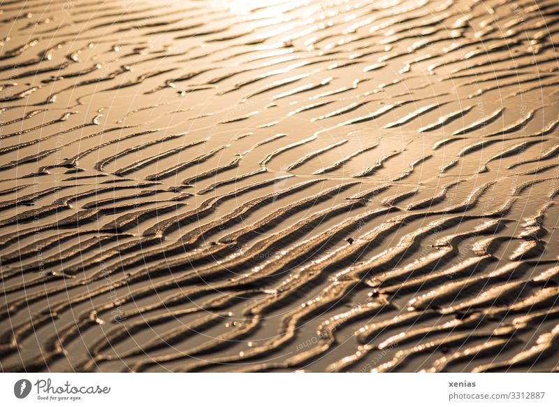 Waves in the sand at low tide Water Sunlight Coast Beach North Sea Ocean Mud flats Sand Line Wet Brown Yellow Gold Environment Background picture xenias
