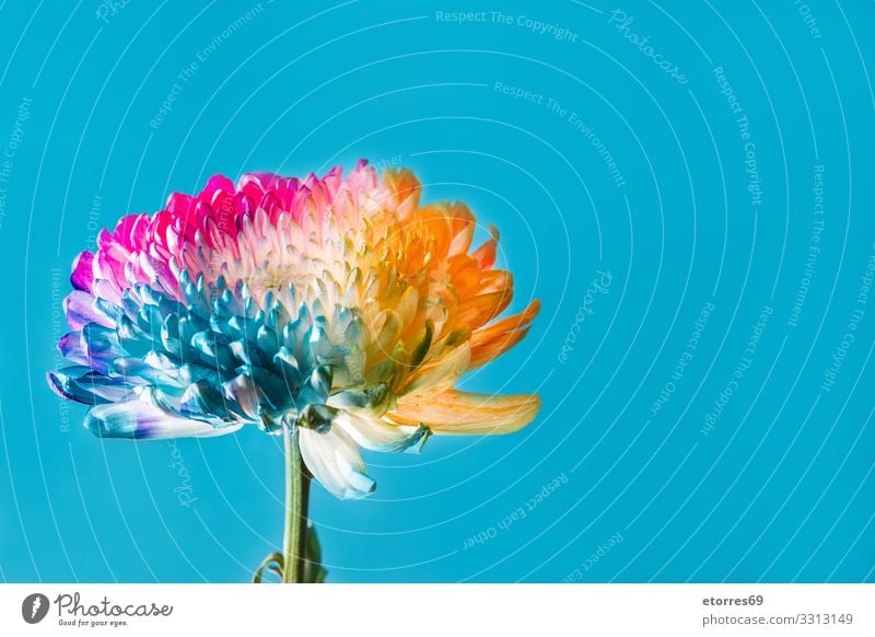 Multicolored flower on blue background Flower Multicoloured Colour Blossom leave Neutral Background Pink Red rose Blue Yellow Orange arome Beautiful Spring