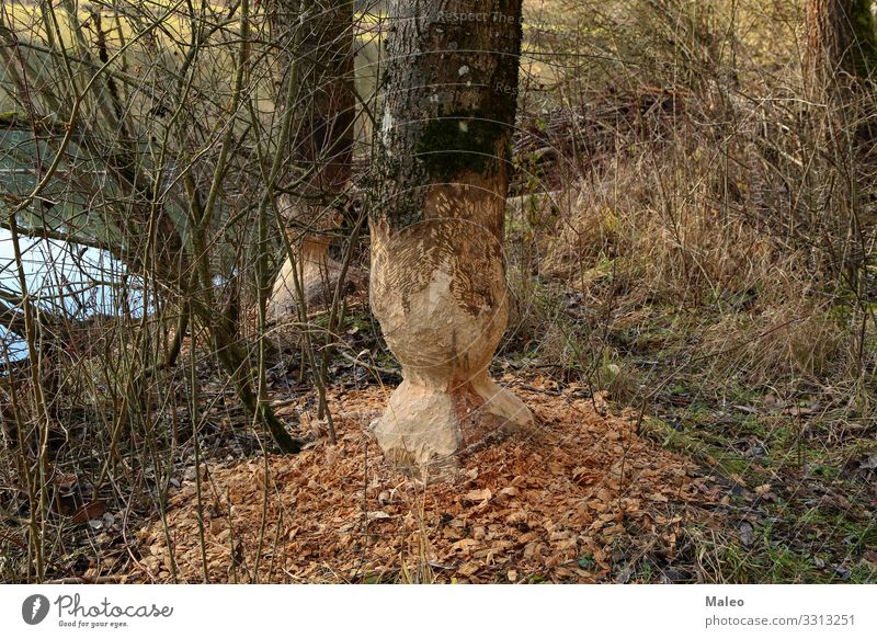 Beaver ruined tree trunks Rodent Coast Lakeside River bank Tree Animal Nature Teeth Set of teeth Water Wood Large Brown Wild animal Forest Tree trunk Gnaw