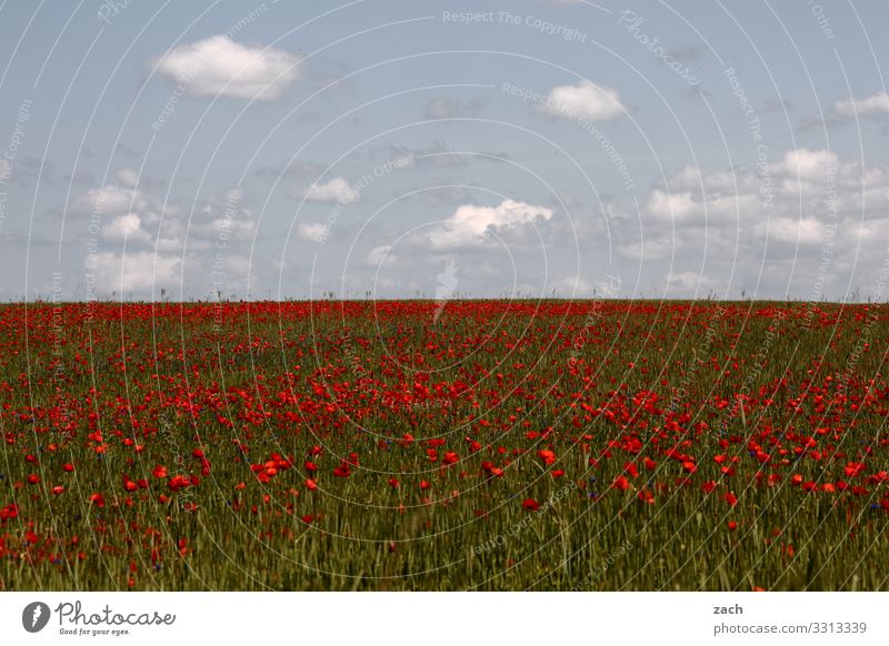 what spring feels like Agriculture Landscape Sky Clouds Beautiful weather Plant Flower Blossom Agricultural crop Poppy Poppy blossom Meadow Field Brandenburg
