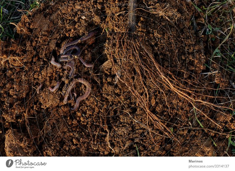 Roots of tree and worms on soil. Vegetable Garden Nature Plant Animal Earth Rain Tree Worm Natural Brown Compost Earthworm background composting fishing bait