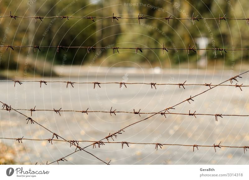 barbed wire fence in Chernobyl Ukraine Vacation & Travel Tourism Trip Plant Autumn Tree Street Threat Gray Green Dangerous Environmental pollution Pripyat