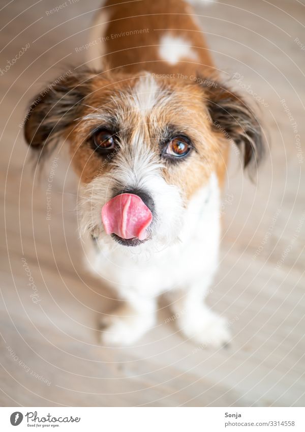 Hungry dog with view into the camera Animal Pet Dog Animal face Pelt Paw Eyes Tongue Lop ears 1 Ground Observe To feed To enjoy Beautiful Small Delicious