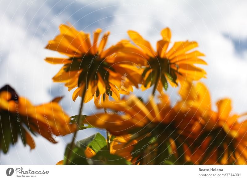 Flowering time 5 flowers Blossom Yellow Skyward perspectively Plant Nature Blossoming Exterior shot naturally pretty