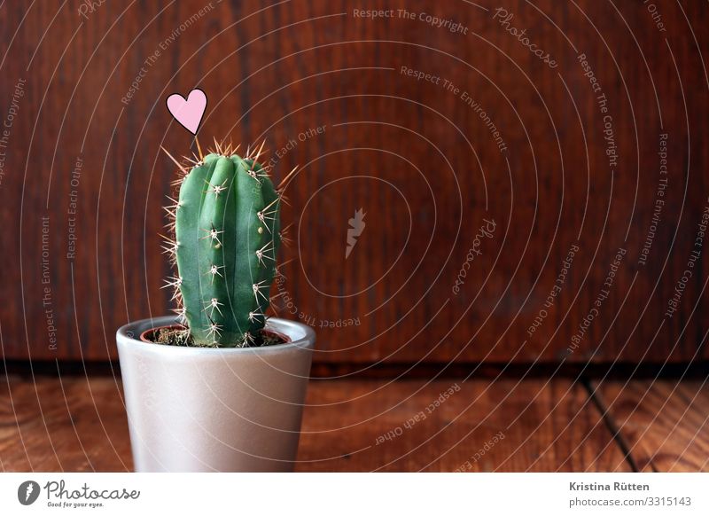 cactus heart Valentine's Day Wedding Plant Cactus Pot plant Wood Sign Heart Love Small Point Thorny Green Houseplant Flowerpot Organic Individual Sincere