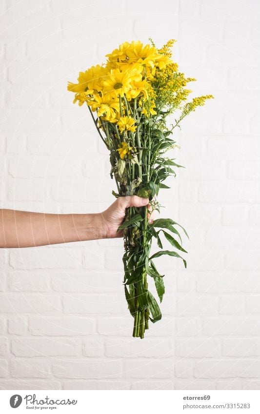Yellow bouquet of chrysanthemum flowers in female hand Flower Bouquet isolated Nature White Vase Plant Floral Green bunch Mother's Day Valentine's Day