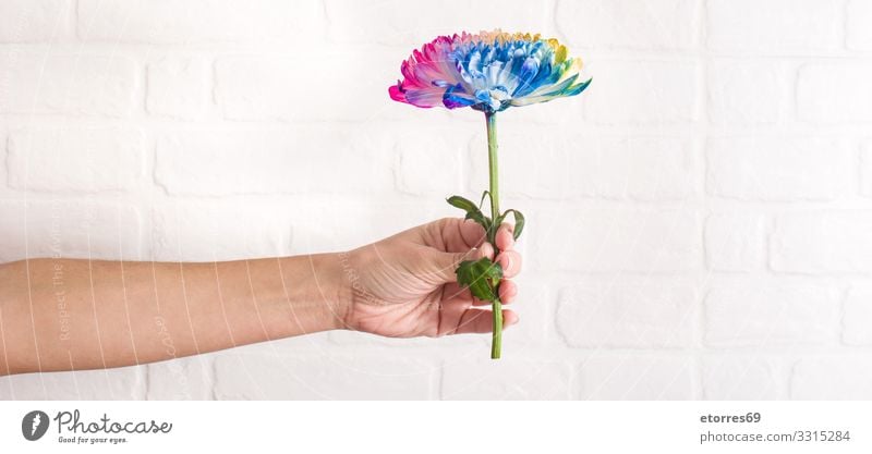 Multicolored flower in female hand on white wall background. Flower Multicoloured Colour Blossom leave Hand Woman Hold Neutral Background Pink Red rose Blue