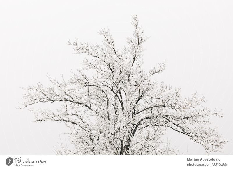 Top of trees covered with snow Environment Nature Plant Winter Climate Weather Fog Ice Frost Snow Tree Cold Moody Serene Loneliness Covered Monochrome 1 Life
