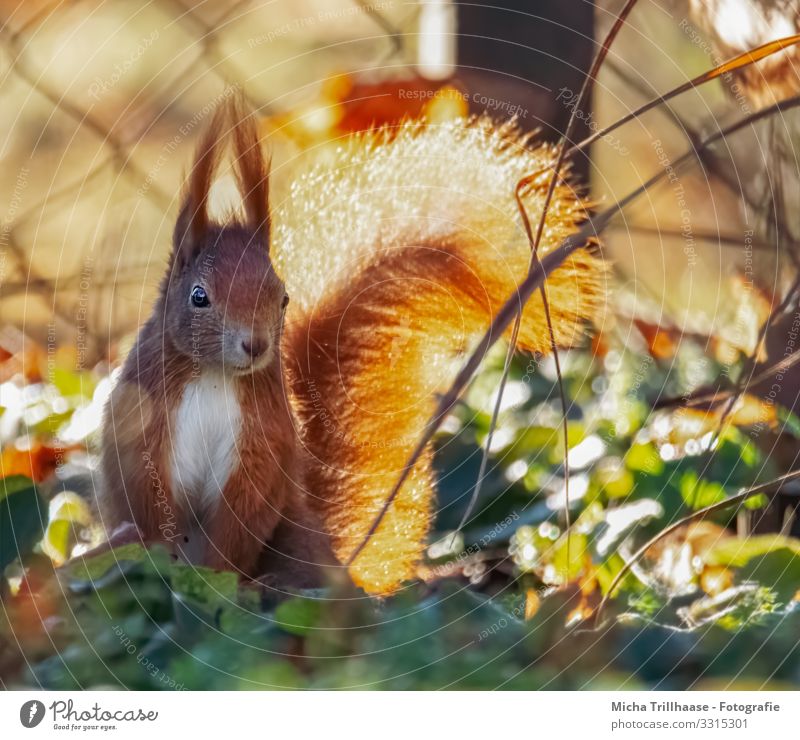 Squirrels in the sunshine Nature Animal Sun Sunlight Beautiful weather Leaf Twigs and branches Wild animal Animal face Pelt Head Ear Eyes Nose Muzzle 1 Observe