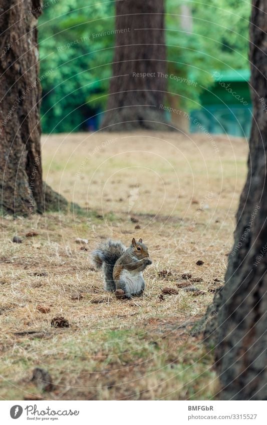 Pudgy grey squirrel Nature Animal Tree Park Forest Wild animal Squirrel 1 Eating To hold on To feed Sit Fat Funny Cute Joy Contentment Love of animals Serene