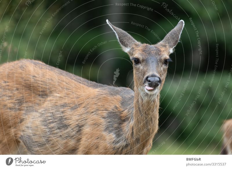 Deer sticks out its tongue Animal Wild animal Animal face Roe deer Mammal Hind Mule deer 1 To feed Funny Joy Happiness Love of animals Surprise Communicate