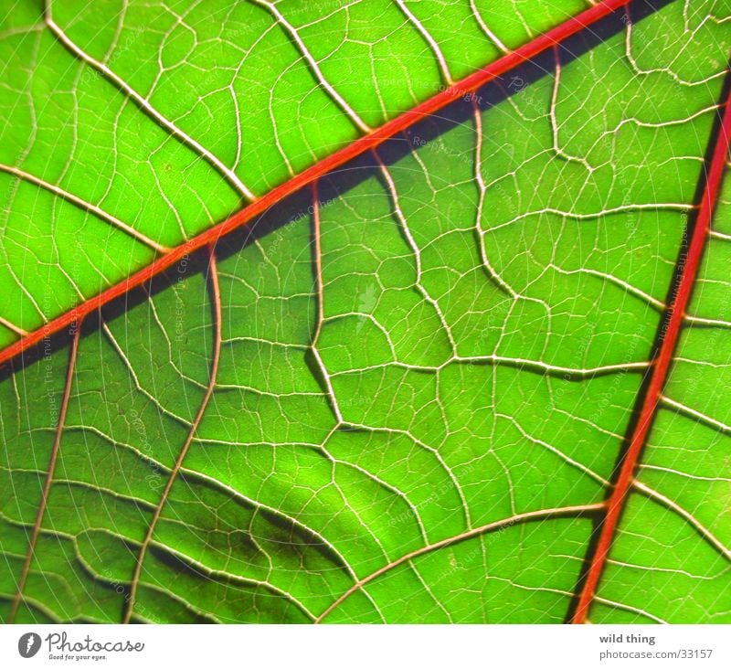 leaf Leaf blad nerf veinous