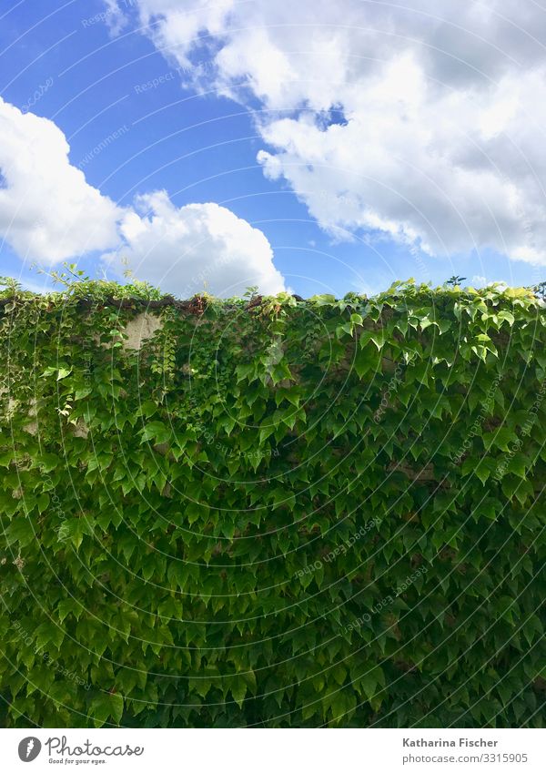 The green wall Environment Nature Animal Sky Clouds Spring Summer Autumn Climate Beautiful weather Plant Ivy Leaf Foliage plant Illuminate Growth Blue Green