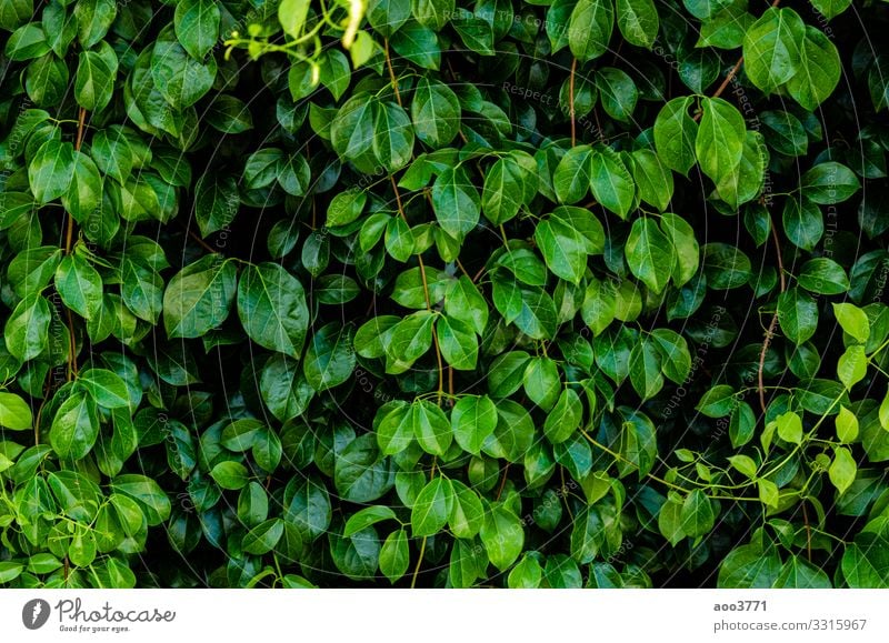 tree leaves background